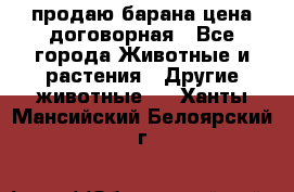 продаю барана цена договорная - Все города Животные и растения » Другие животные   . Ханты-Мансийский,Белоярский г.